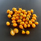 Galapagos DER TOMATENFLÜSTERER