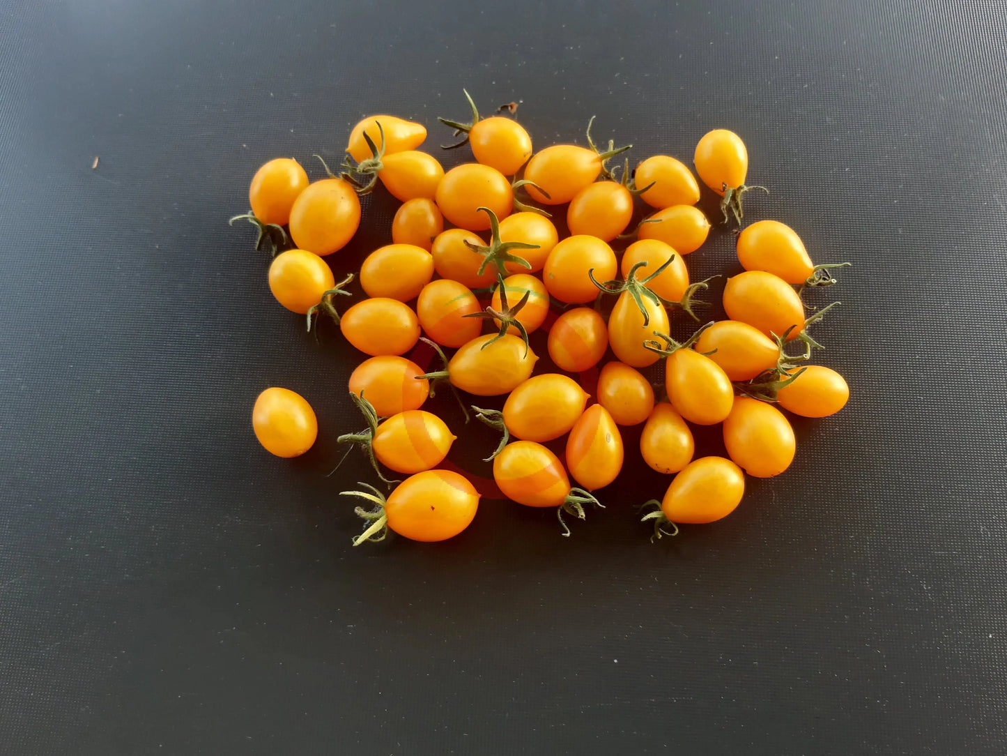 Galapagos DER TOMATENFLÜSTERER