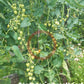 Gardener Sweet-Heart DER TOMATENFLÜSTERER