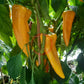 Gatherers Gold DER TOMATENFLÜSTERER