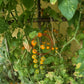 Gelbe Johannisbeere DER TOMATENFLÜSTERER