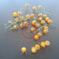 Gelbe Johannisbeere DER TOMATENFLÜSTERER