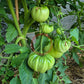 George Detsika´s Italian Red DER TOMATENFLÜSTERER