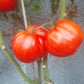 George Detsika´s Italian Red DER TOMATENFLÜSTERER