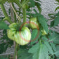 George Detsika´s Italian Red DER TOMATENFLÜSTERER