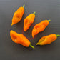 Giallo Arancio DER TOMATENFLÜSTERER