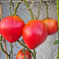 Giant Heart Climber DER TOMATENFLÜSTERER
