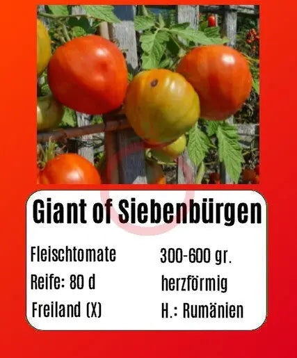 Giant of Siebenburgen DER TOMATENFLÜSTERER