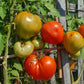 Giant of Siebenburgen DER TOMATENFLÜSTERER