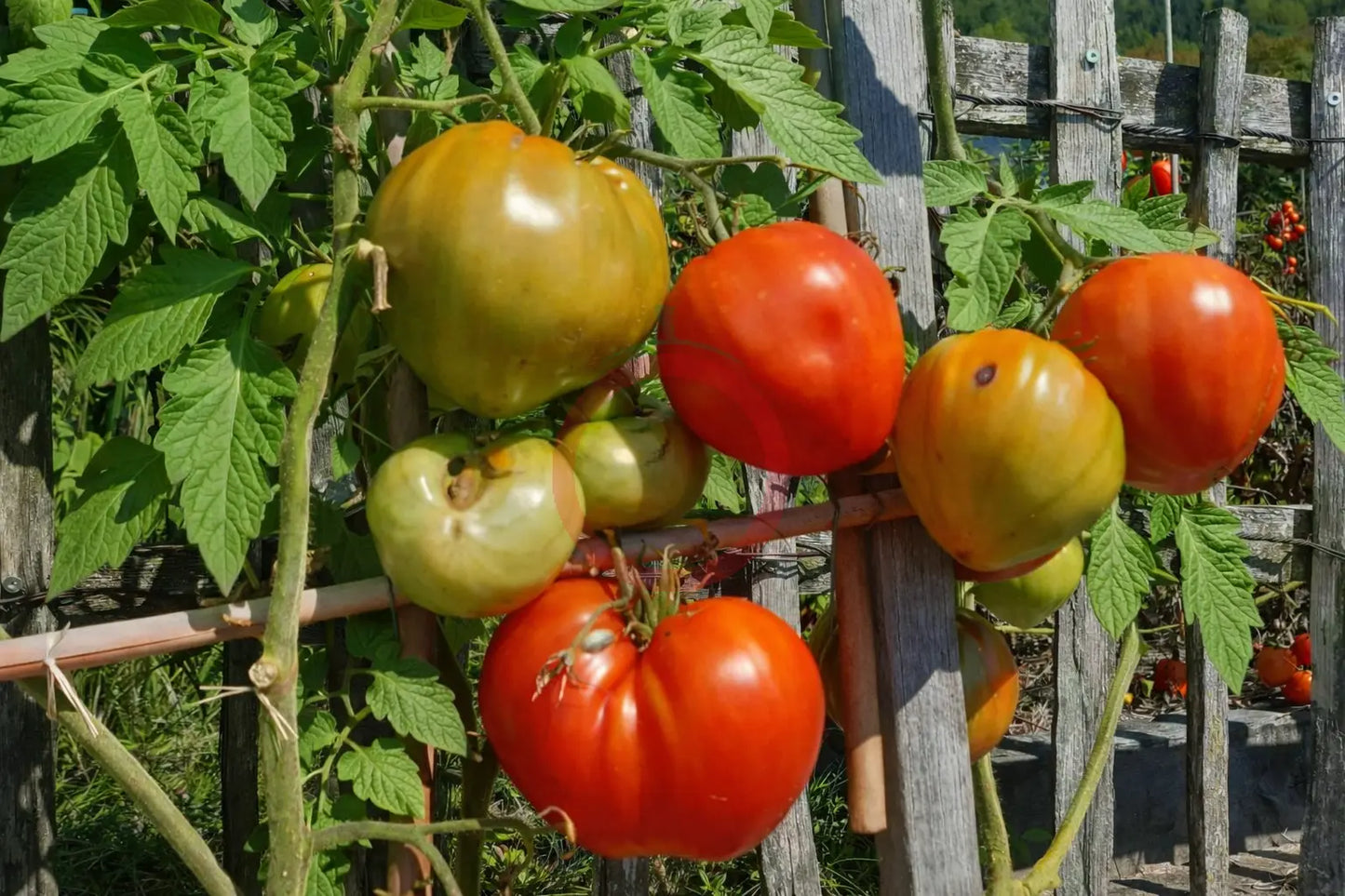 Giant of Siebenburgen DER TOMATENFLÜSTERER