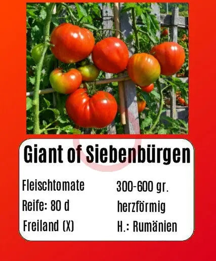 Giant of Siebenburgen DER TOMATENFLÜSTERER