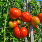 Giant of Siebenburgen DER TOMATENFLÜSTERER