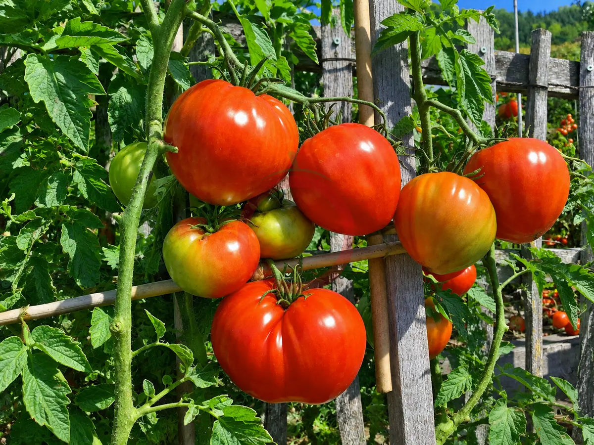 Giant of Siebenburgen DER TOMATENFLÜSTERER