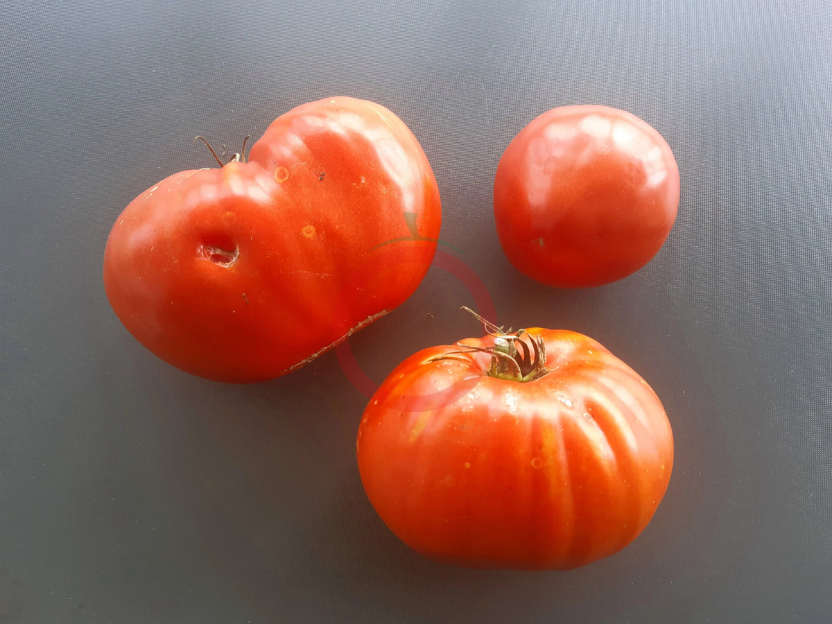 Giant of Siebenburgen DER TOMATENFLÜSTERER
