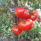 Gigante di Rotonda DER TOMATENFLÜSTERER