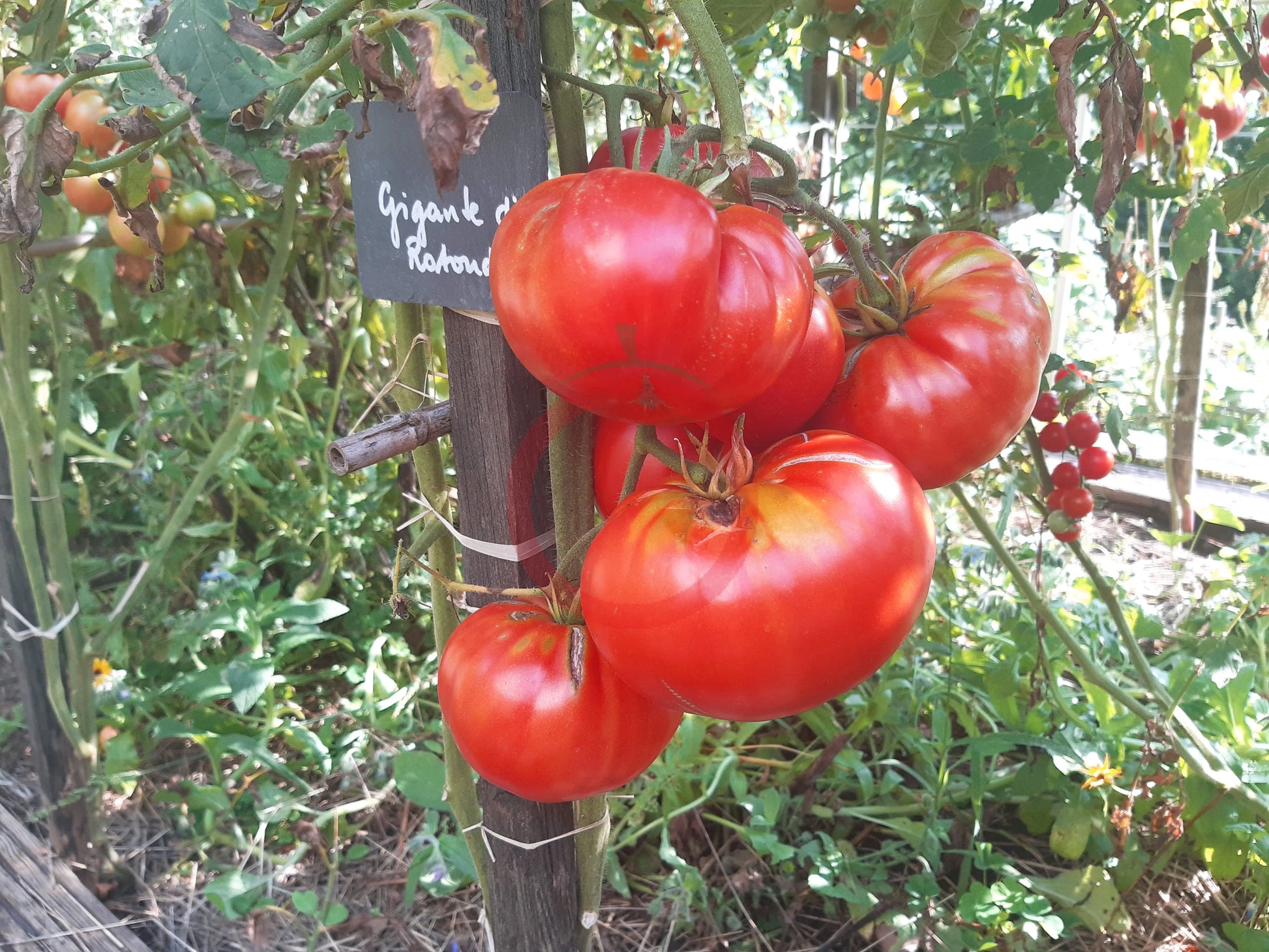 Gigante di Rotonda DER TOMATENFLÜSTERER