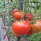 Gigante di Rotonda DER TOMATENFLÜSTERER