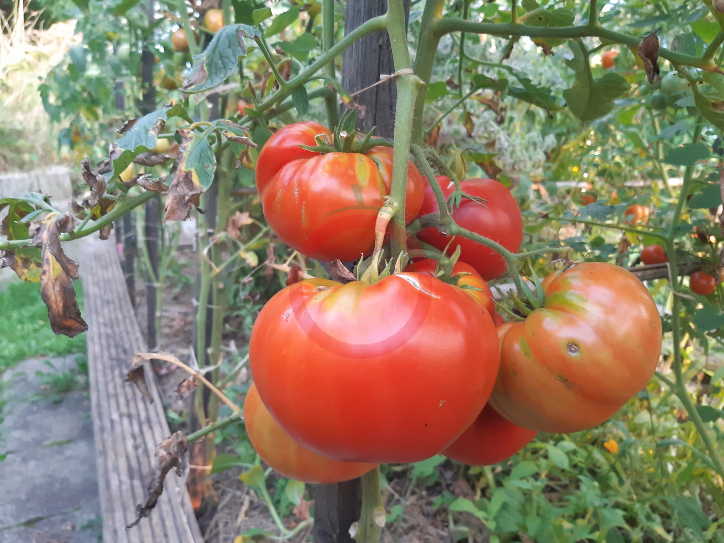 Gigante di Rotonda DER TOMATENFLÜSTERER