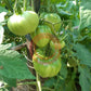 Gigante di Rotonda DER TOMATENFLÜSTERER