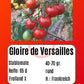 Gloire de Versailles DER TOMATENFLÜSTERER