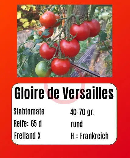 Gloire de Versailles DER TOMATENFLÜSTERER