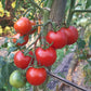 Gloire de Versailles DER TOMATENFLÜSTERER