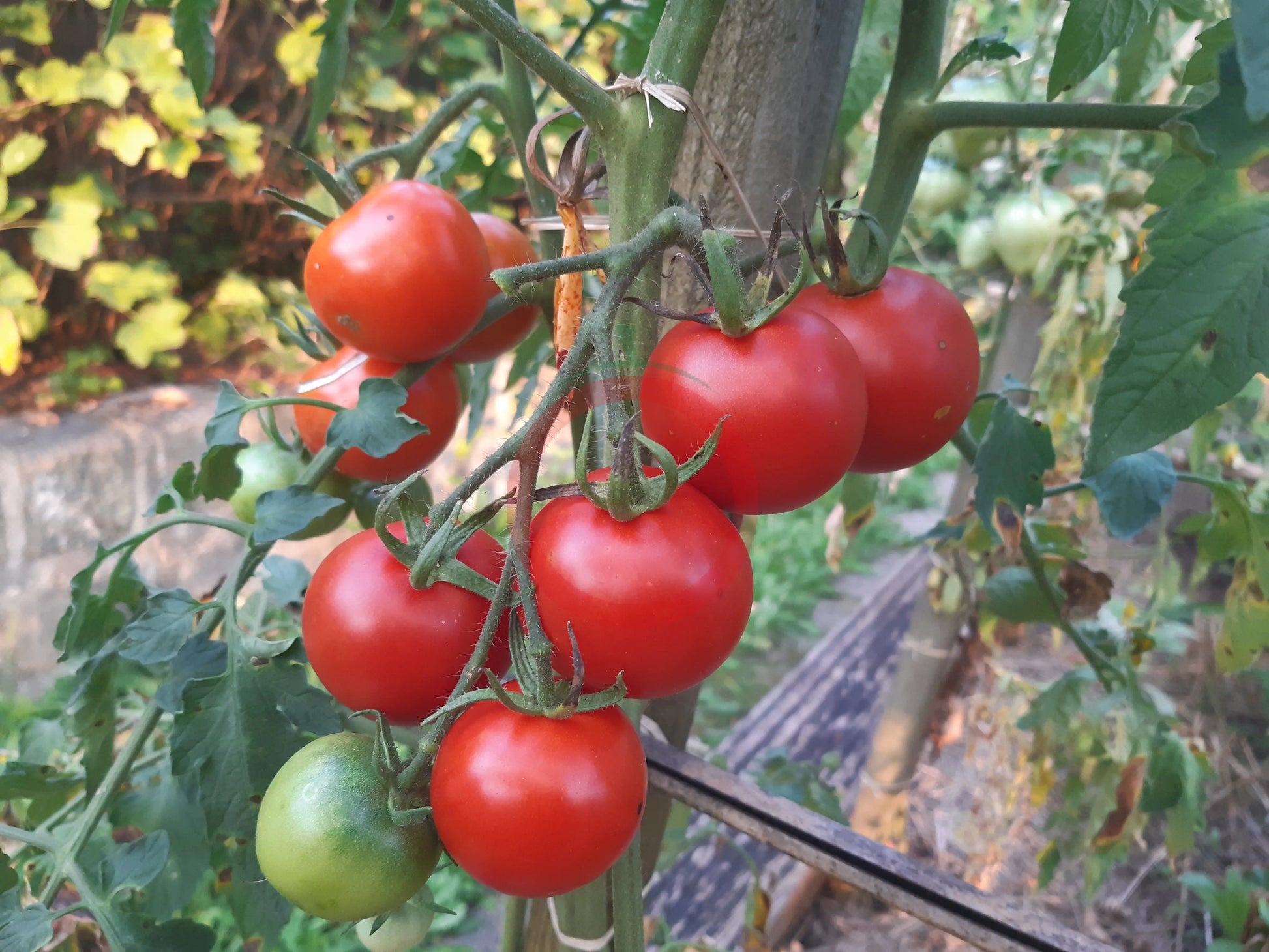 Gloire de Versailles DER TOMATENFLÜSTERER