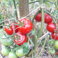 Gloire de Versailles DER TOMATENFLÜSTERER