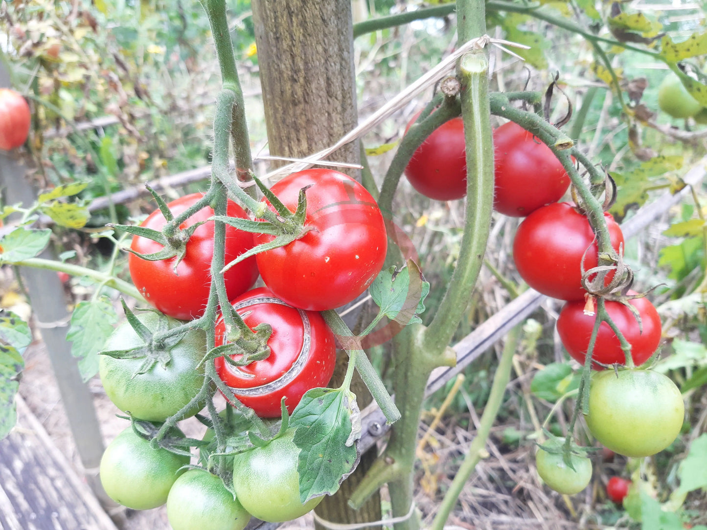 Gloire de Versailles DER TOMATENFLÜSTERER