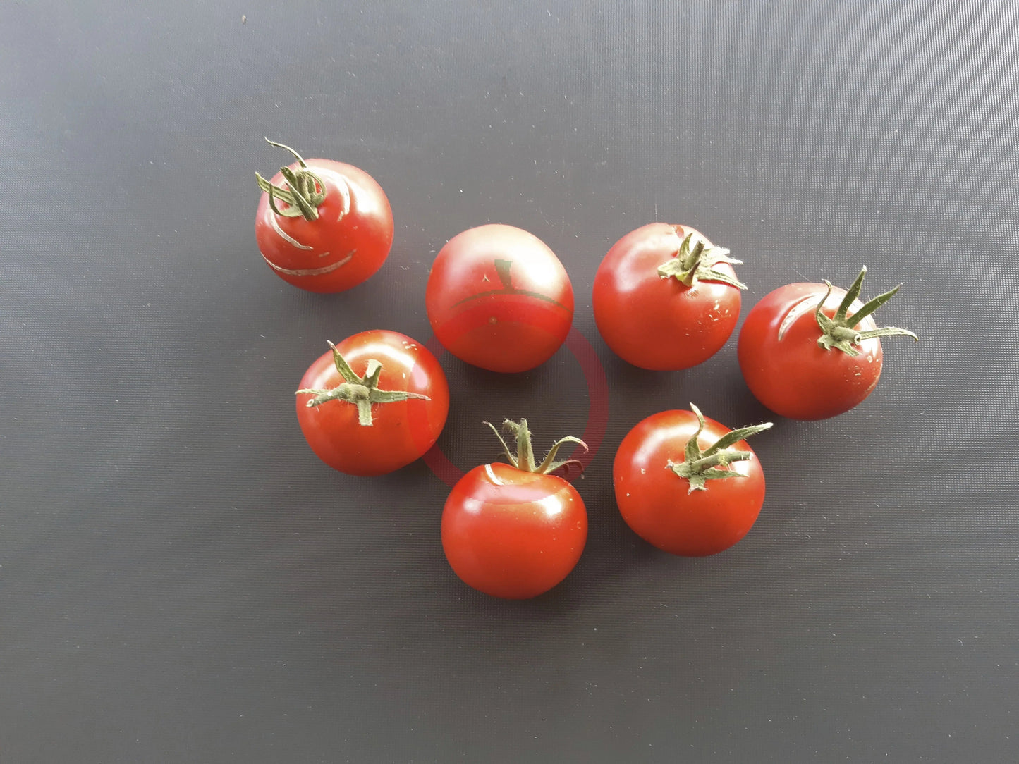Gloire de Versailles DER TOMATENFLÜSTERER