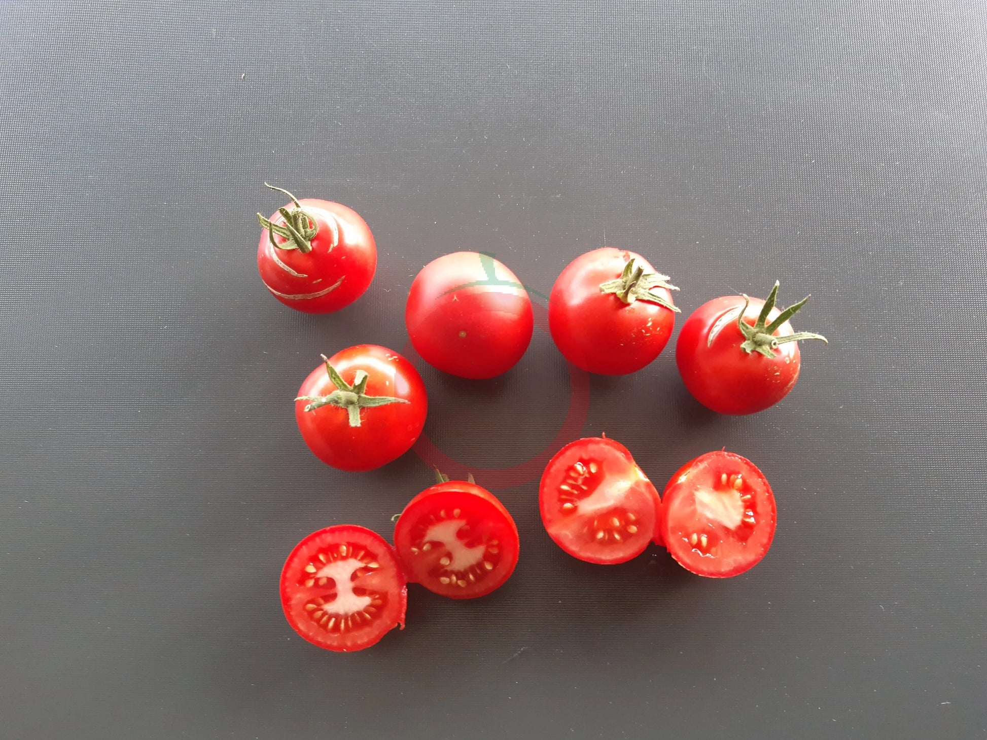 Gloire de Versailles DER TOMATENFLÜSTERER