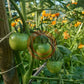 Gloire de Versailles DER TOMATENFLÜSTERER