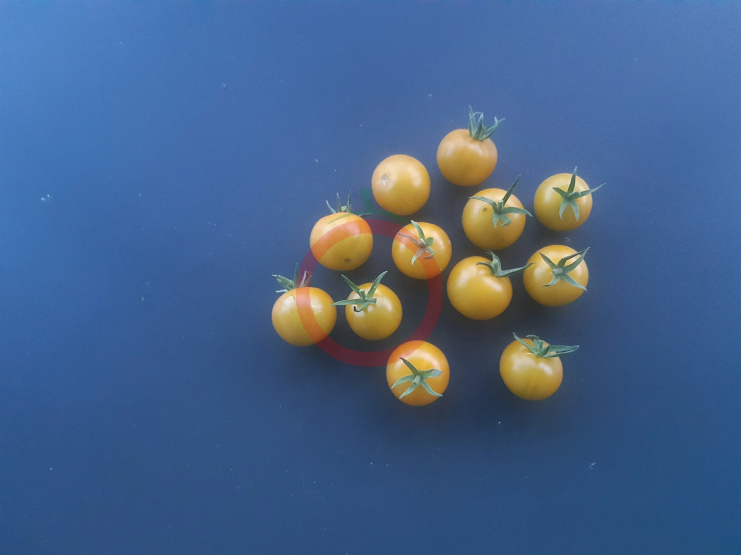 Gobstopper DER TOMATENFLÜSTERER