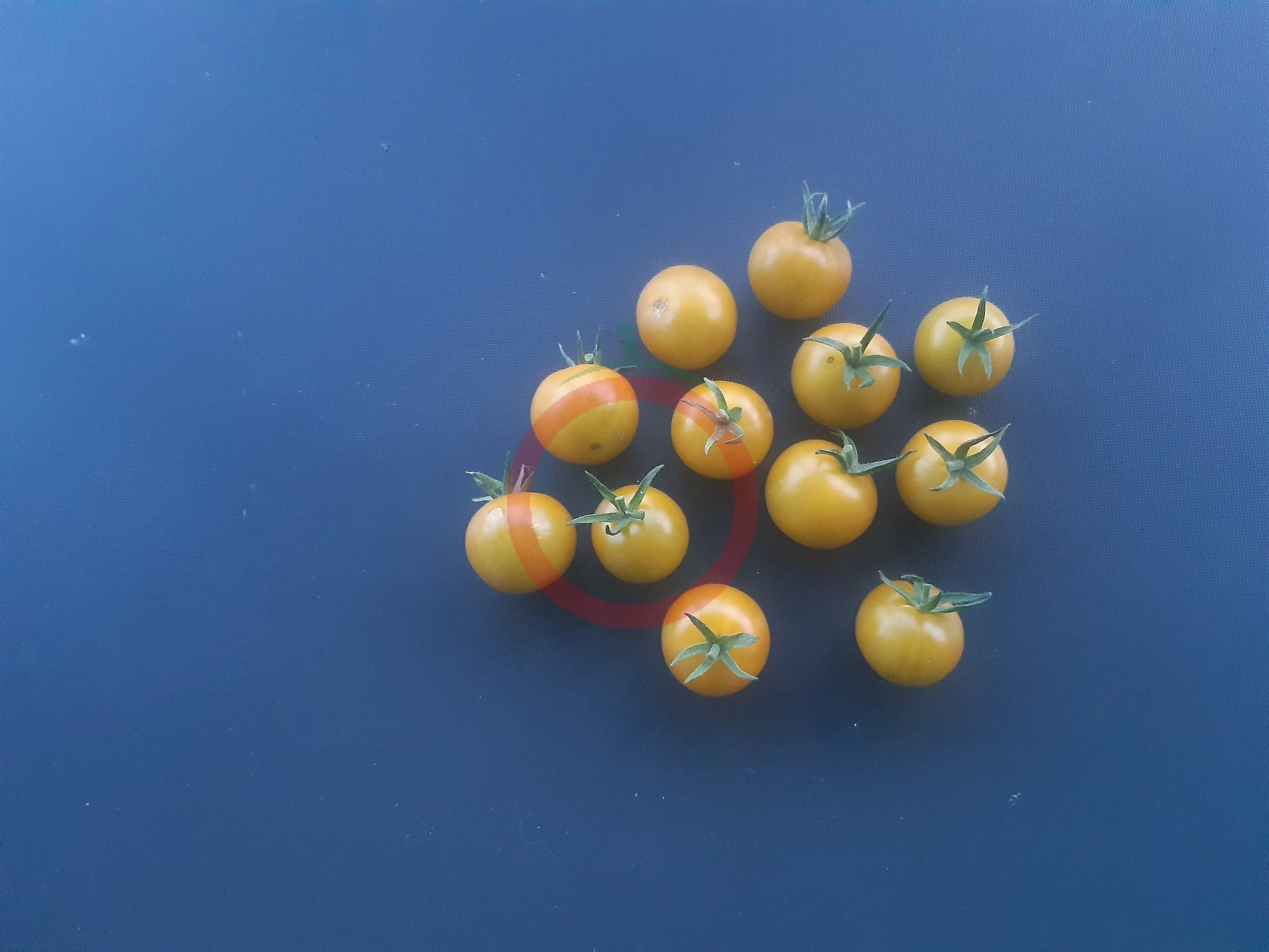 Gobstopper DER TOMATENFLÜSTERER