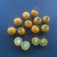 Gobstopper DER TOMATENFLÜSTERER