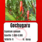 Gochugaru DER TOMATENFLÜSTERER