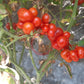 Godzilla DER TOMATENFLÜSTERER