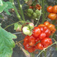 Godzilla DER TOMATENFLÜSTERER