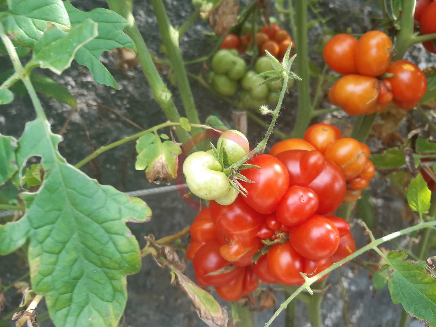 Godzilla DER TOMATENFLÜSTERER