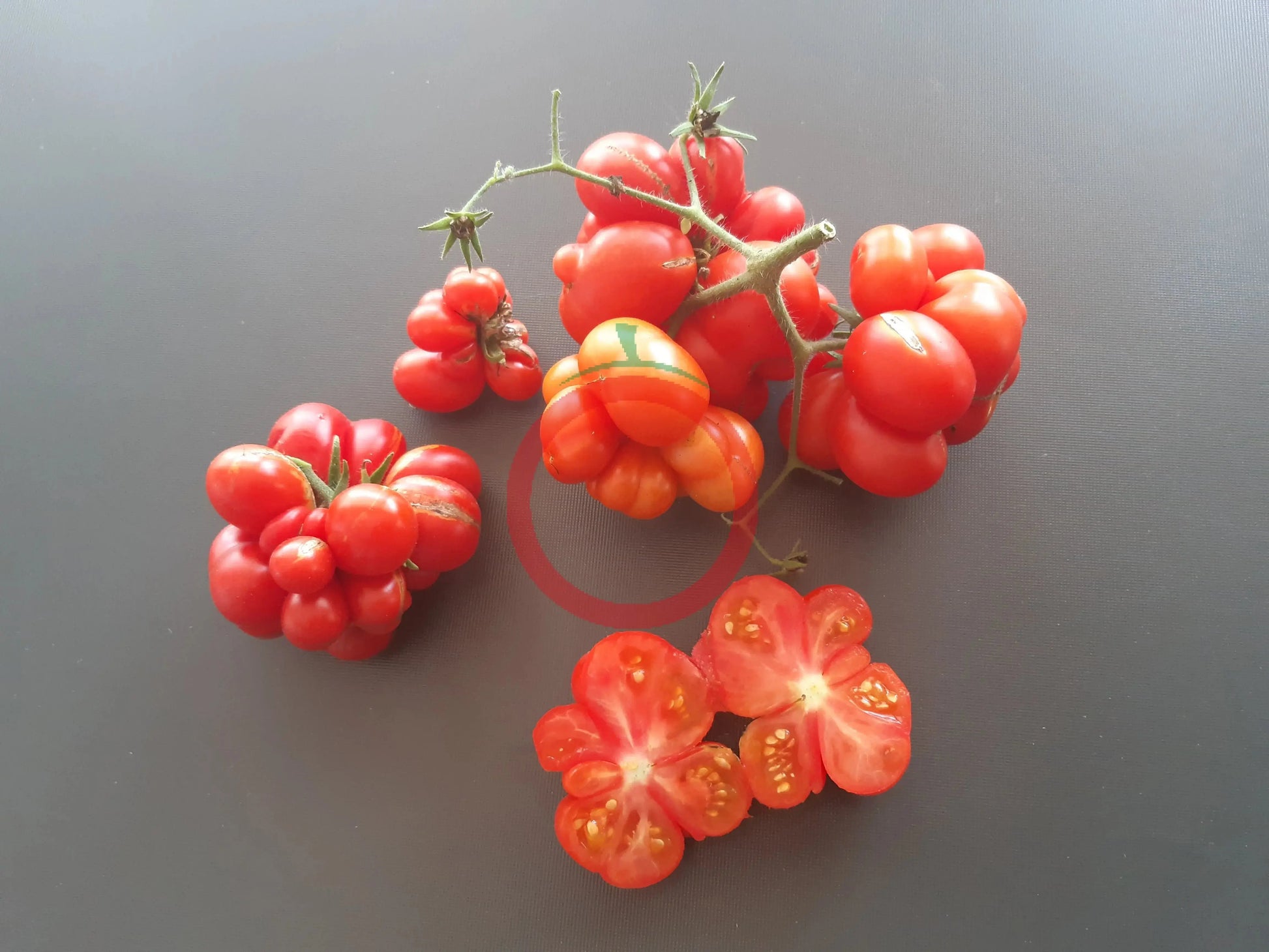 Godzilla DER TOMATENFLÜSTERER