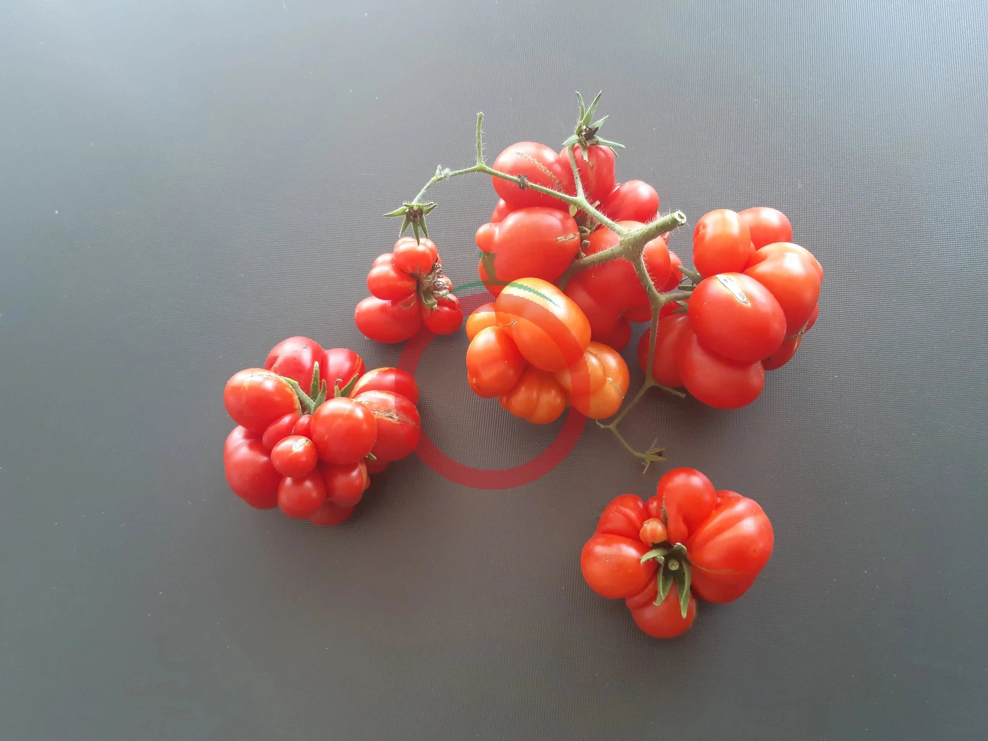 Godzilla DER TOMATENFLÜSTERER