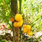 Gold Nugget DER TOMATENFLÜSTERER