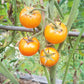 Golden Bison DER TOMATENFLÜSTERER