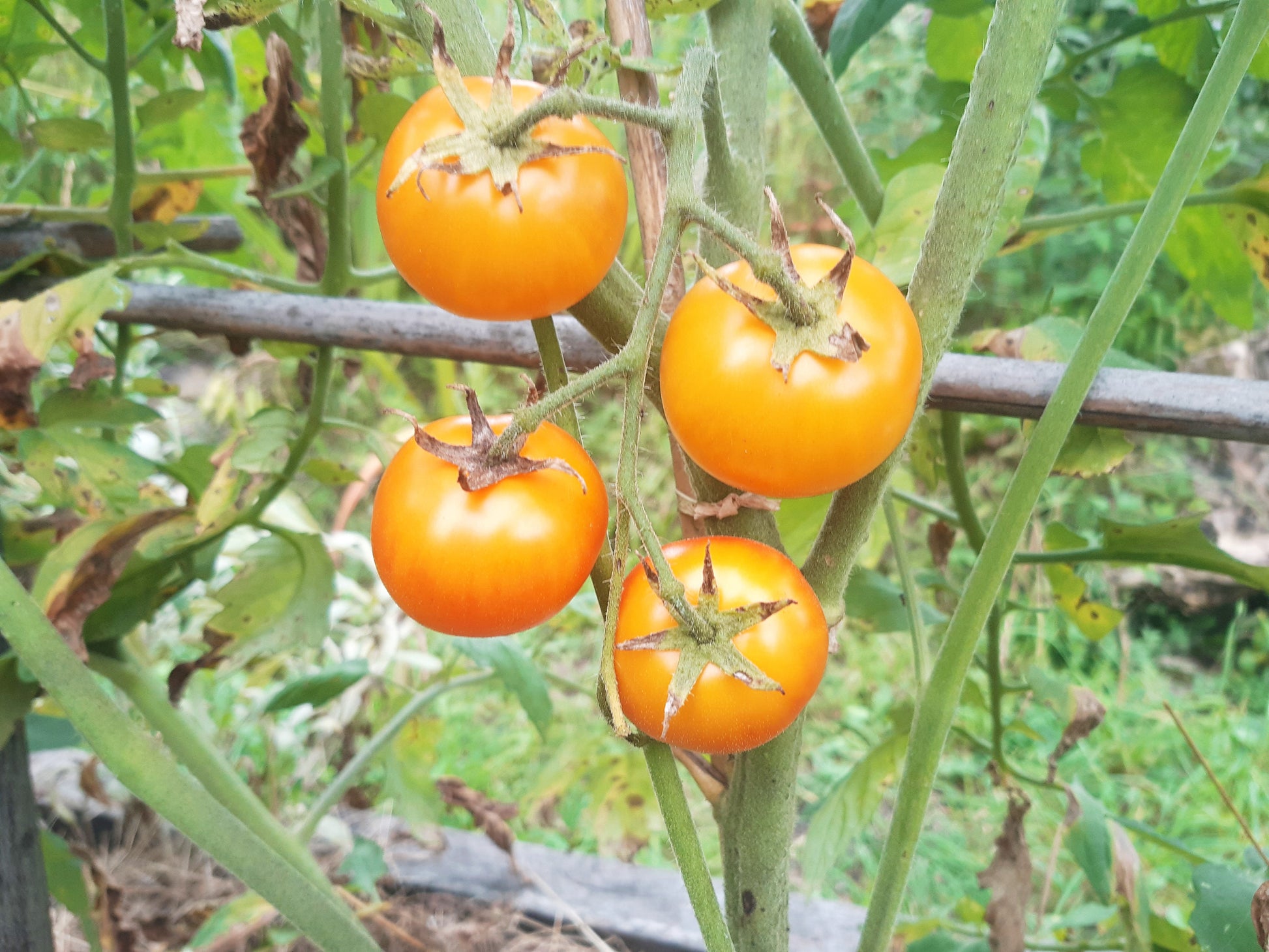 Golden Bison DER TOMATENFLÜSTERER