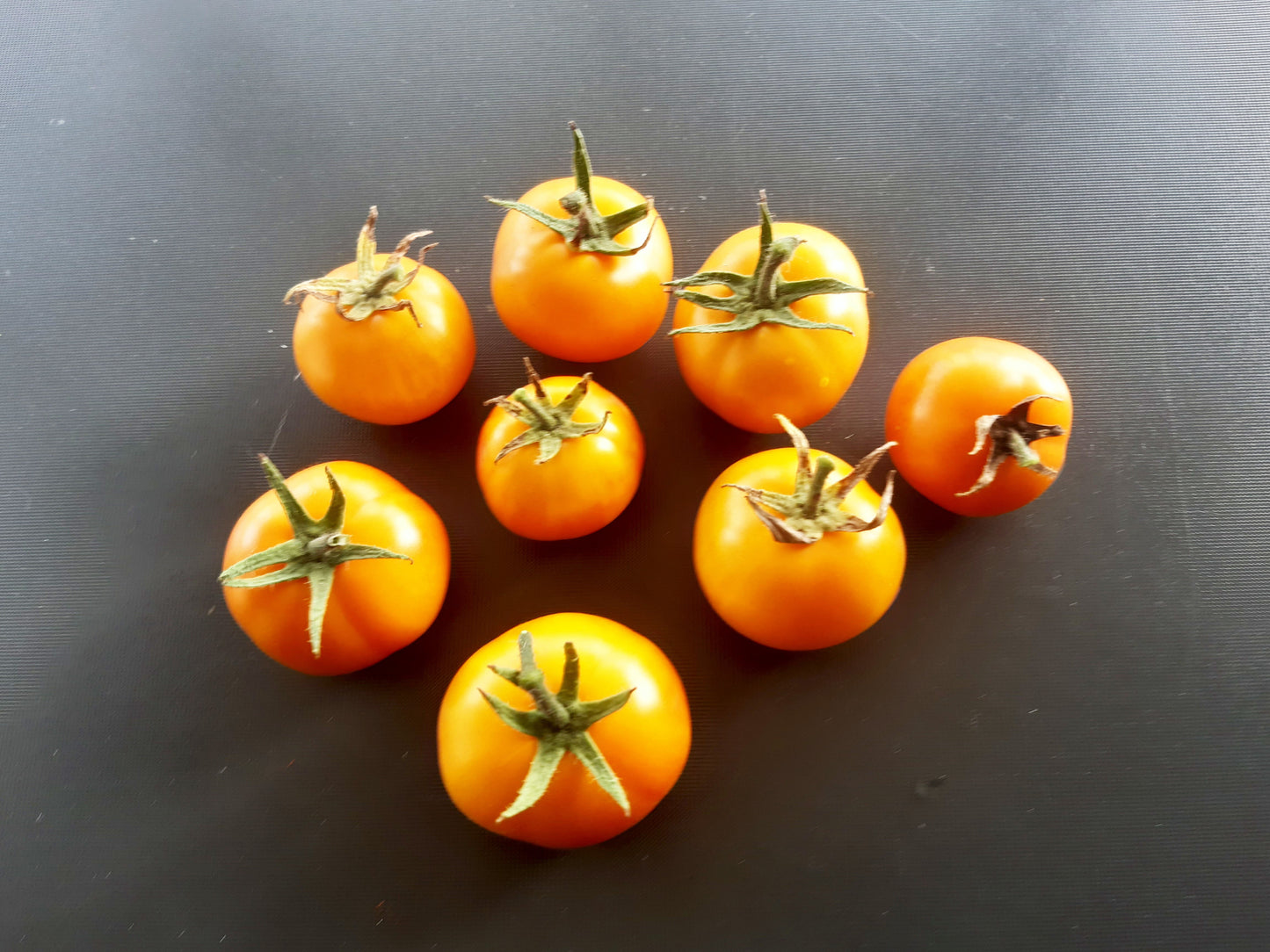 Golden Bison DER TOMATENFLÜSTERER