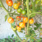 Golden Butterfly DER TOMATENFLÜSTERER
