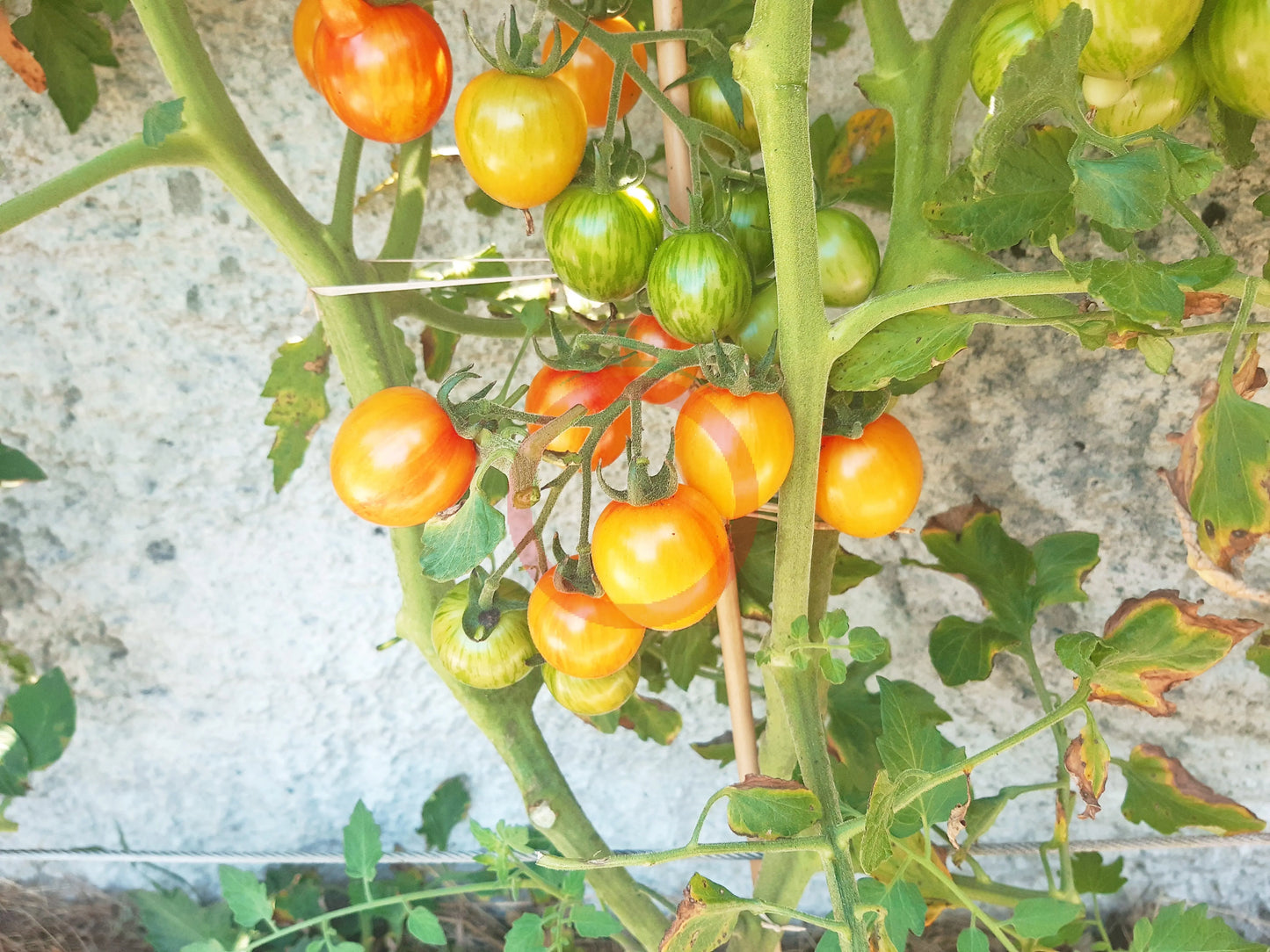 Golden Butterfly DER TOMATENFLÜSTERER