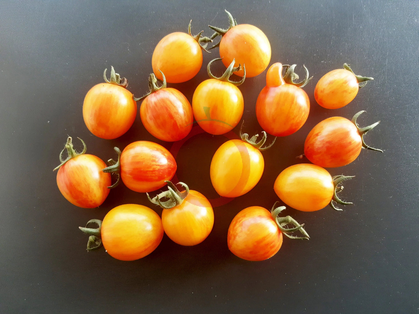 Golden Butterfly DER TOMATENFLÜSTERER