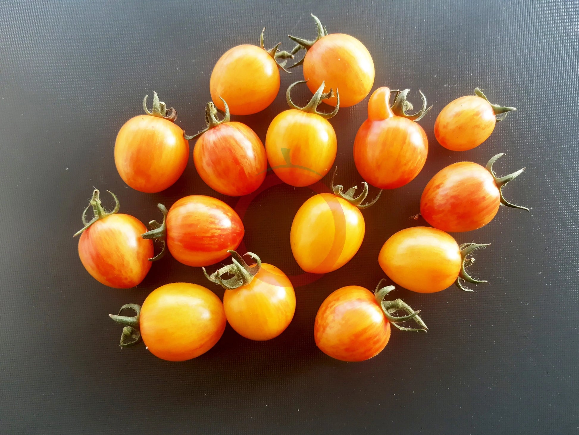 Golden Butterfly DER TOMATENFLÜSTERER
