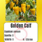 Golden Calf DER TOMATENFLÜSTERER